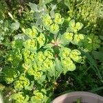 Euphorbia helioscopiaКветка