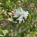 Bauhinia lunarioides Цвят