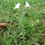 Cerastium arvense Flor