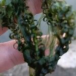 Elodea nuttallii Hoja
