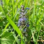 Ajuga reptans Flower