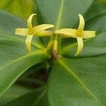 Daphne pontica Flor