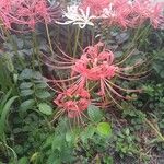 Lycoris radiata Blomst