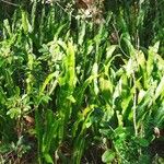 Microsorum punctatum Blatt
