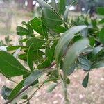 Limonia acidissima पत्ता