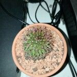 Mammillaria backebergiana 整株植物