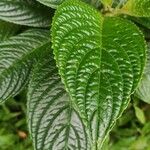 Besleria lutea Leaf