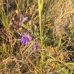 Rotheca myricoides फूल