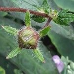 Potentilla nepalensis Flower