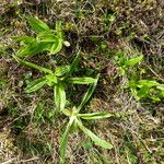 Gentiana punctata Folio