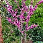 Cercis chinensis অভ্যাস