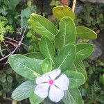 Catharanthus roseusफूल