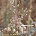 Allium longispathum Ffrwyth