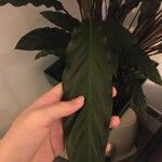 Calathea rufibarbaLeaf