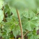 Malva parviflora Rhisgl