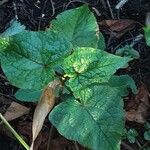 Chenopodium giganteum برگ