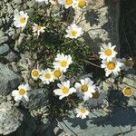 Leucanthemopsis alpina 形態