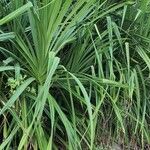 Pandanus tectorius Folha