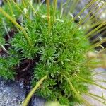 Saxifraga exarata Hoja