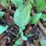 Erythronium albidum Blatt