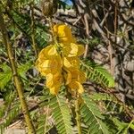 Senna didymobotrya Blüte