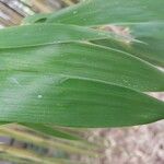 Phyllostachys flexuosa Hoja