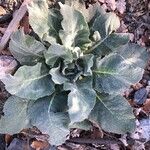 Verbascum boerhavii Feuille