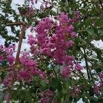 Lagerstroemia indica花