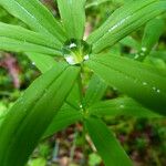 Polygonatum verticillatum Deilen