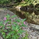 Impatiens glanduliferaKwiat