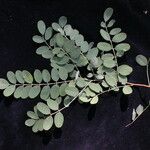 Indigofera cassioides Хабит