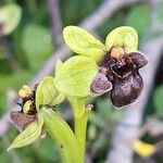 Ophrys bombyliflora ᱵᱟᱦᱟ