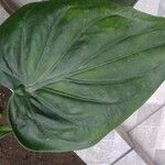 Alocasia cucullata Leaf