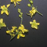 Cassia spruceana Flower