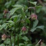 Geum rivaleFiore