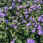 Ageratum houstonianum Habit