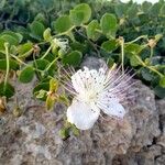 Capparis spinosaBlomma