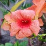 Campsis grandifloraFlower