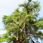 Cedrus deodara Hábito