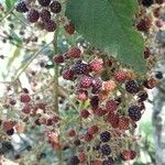 Rubus ulmifolius Fruitua