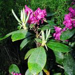 Rhododendron ferrugineum Fuelha