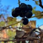 Vitis labrusca Fruit