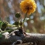 Vachellia farnesiana Blatt