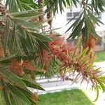 Callistemon viminalis Blomma