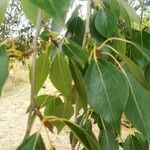 Populus simonii Foglia