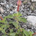 Acalypha monostachya Buveinė