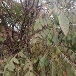 Clausena anisata Rinde