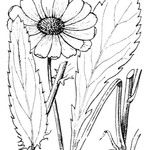 Leucanthemum subglaucum Anders