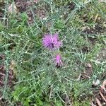 Galactites tomentosusBlomst