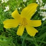 Hemerocallis minor Floare